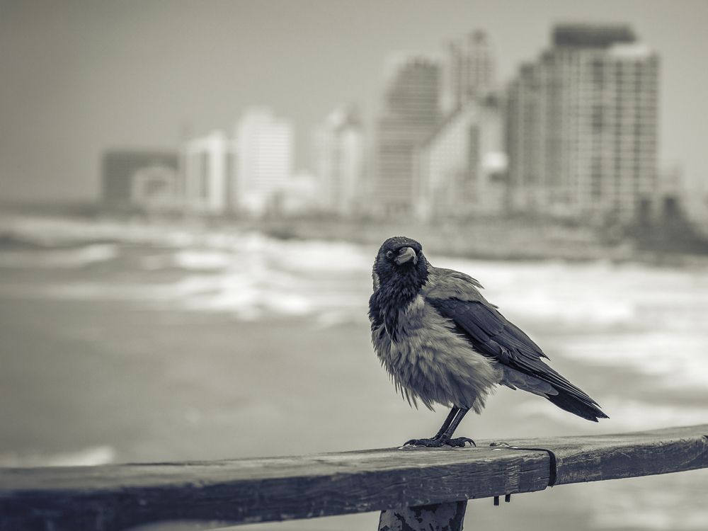 Photograph by Semion Ribinik