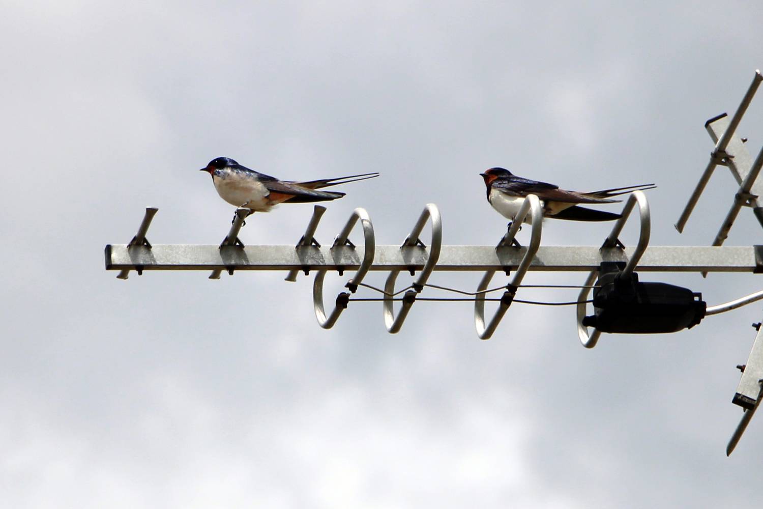 Photo #13707227