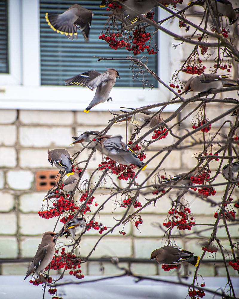 Photo #13707476