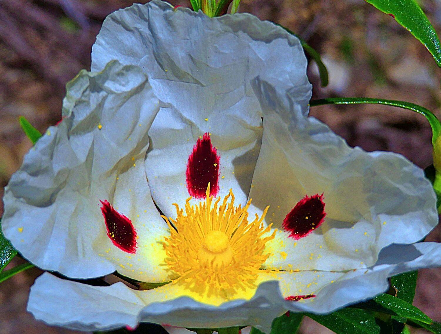 Macro flower
