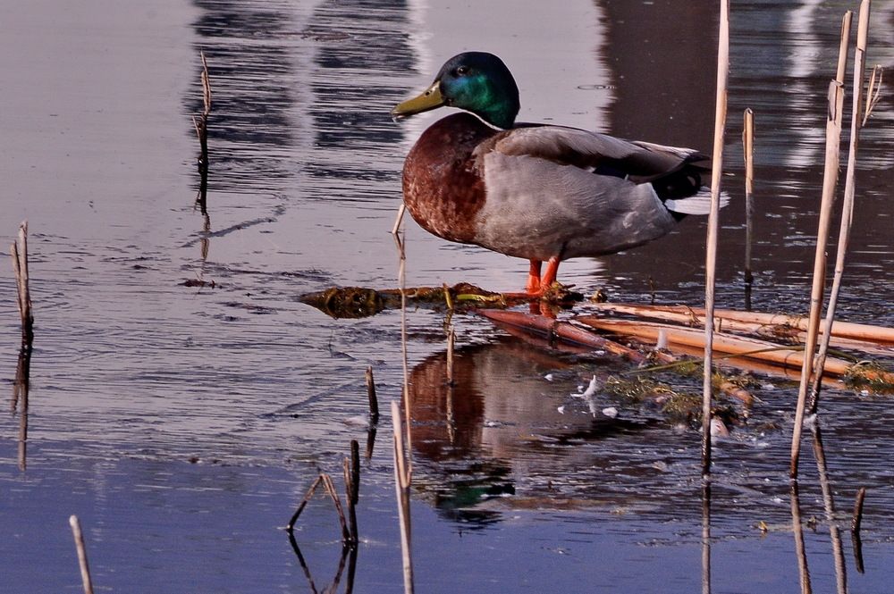Photograph by Николай Леухин