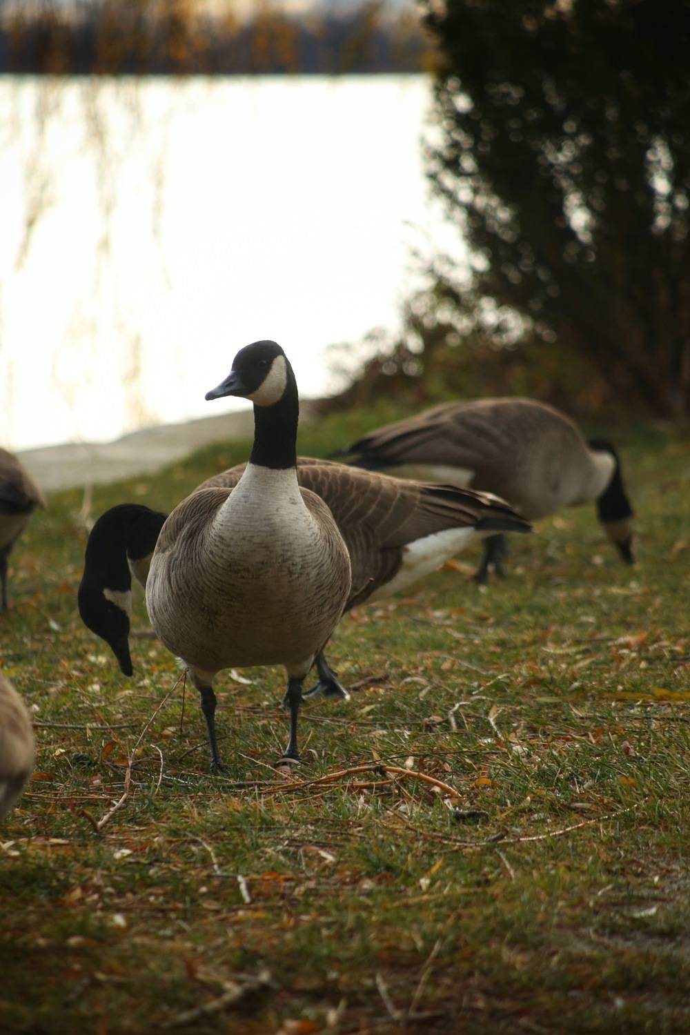 Photo #13707995