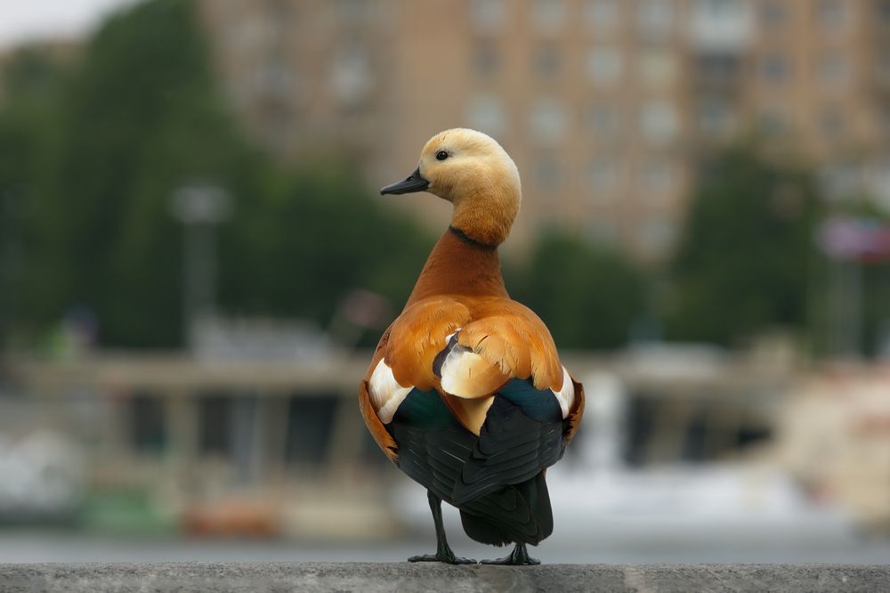 Photograph by Vera Trandina