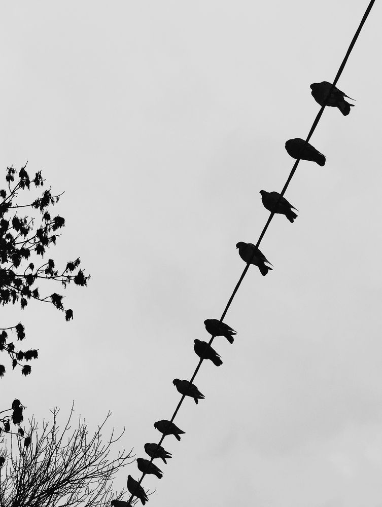 Photo #13708047