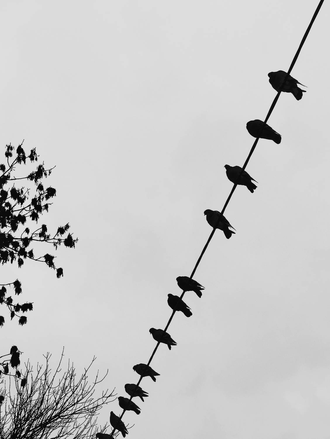 Photo #13708047