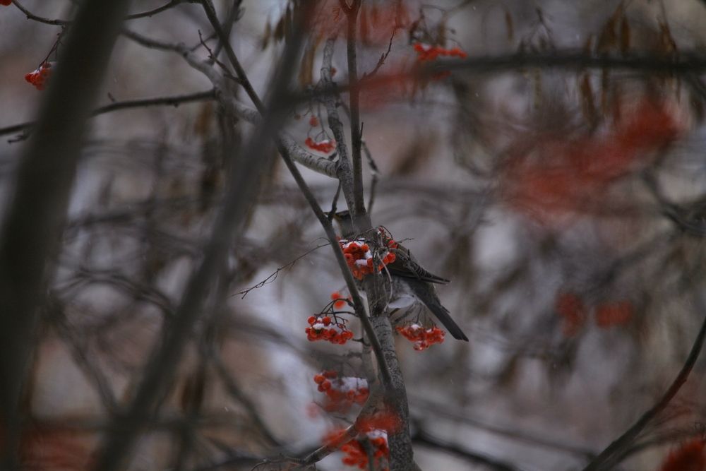 Photograph by Оксана Горбатовская