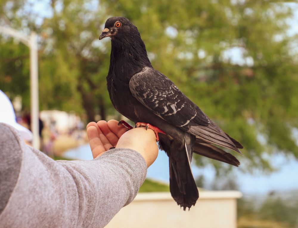 Photo #13708384