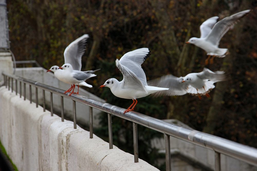 Photo #13708385