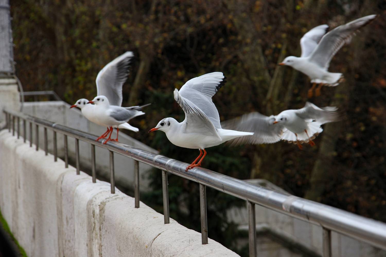 Photo #13708385