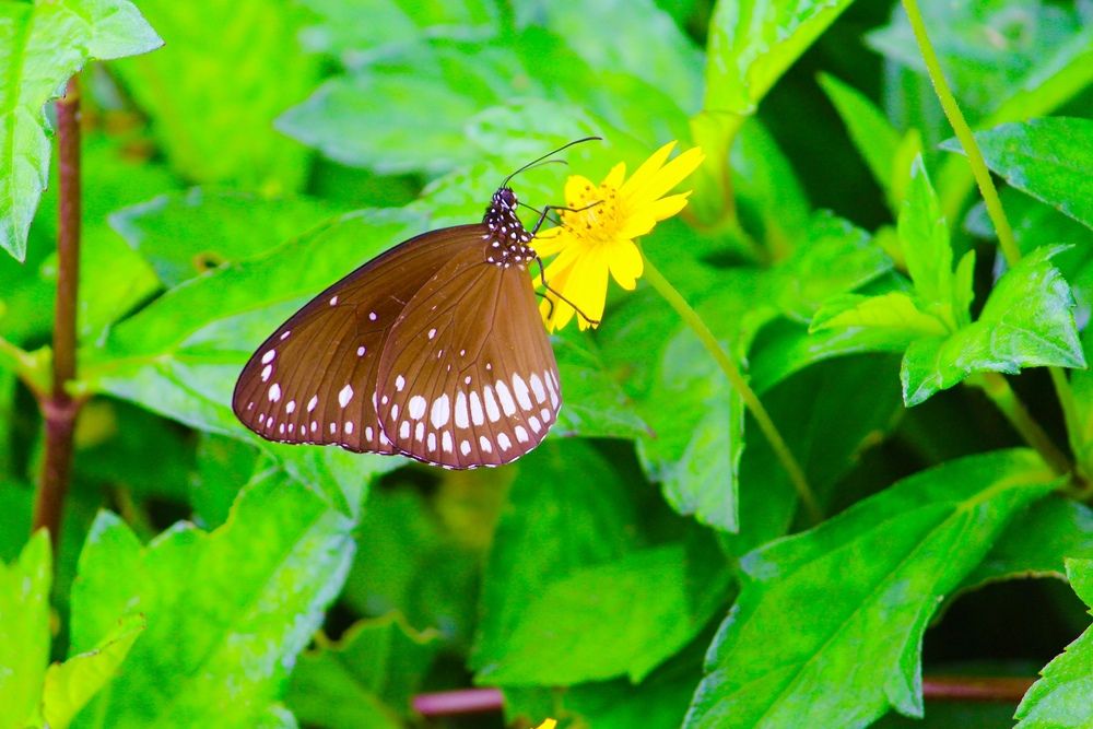 Photograph by shreeshchandra mishra