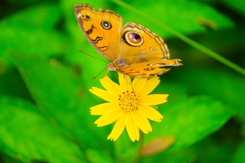 Photograph by shreeshchandra mishra