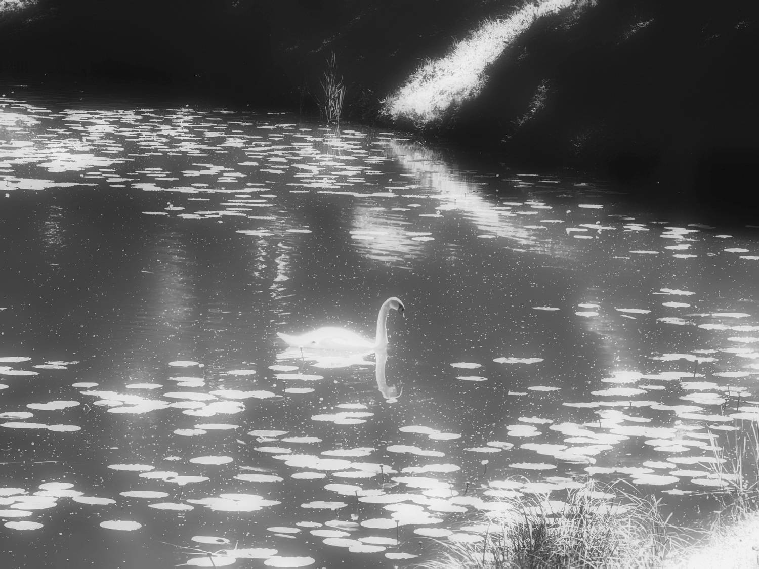 Photo #13708601