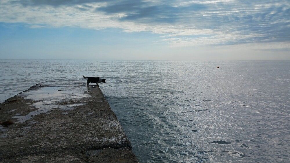Пес и море.