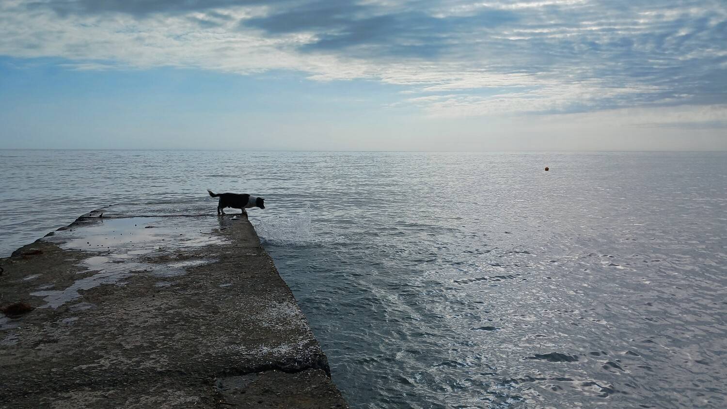 Пес и море.