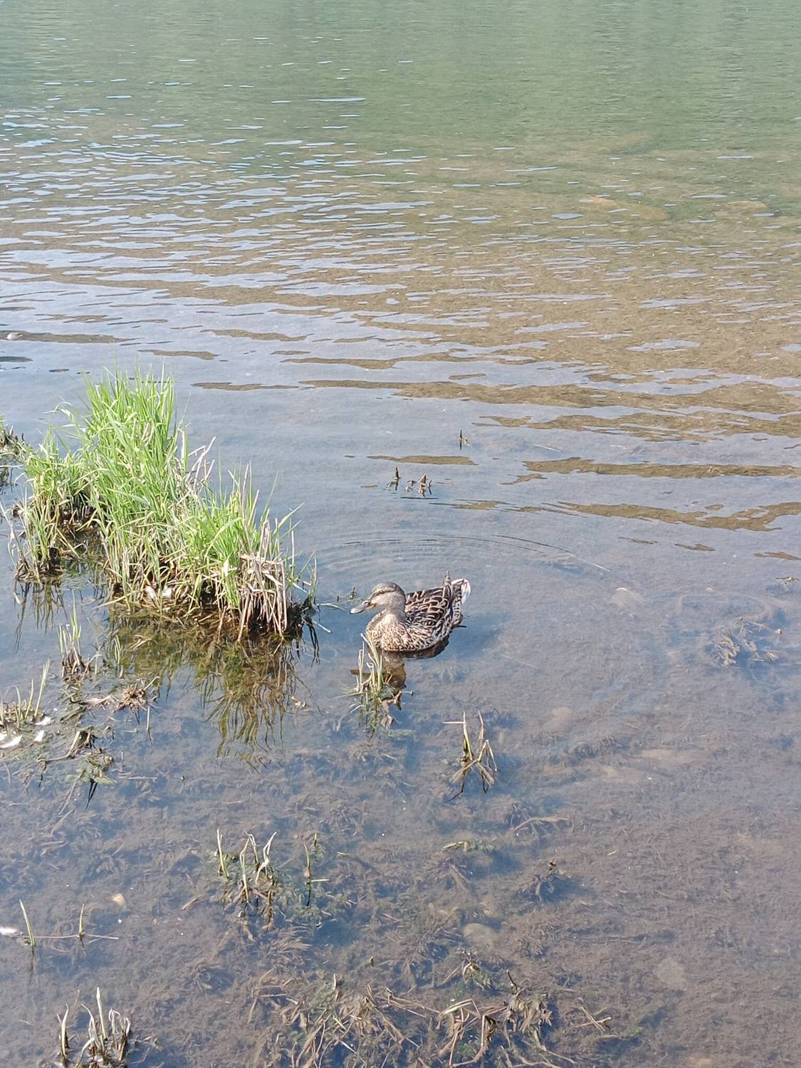 Photo #13708751