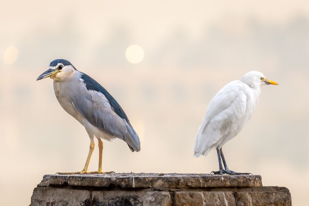 Photograph by Alaa Nour