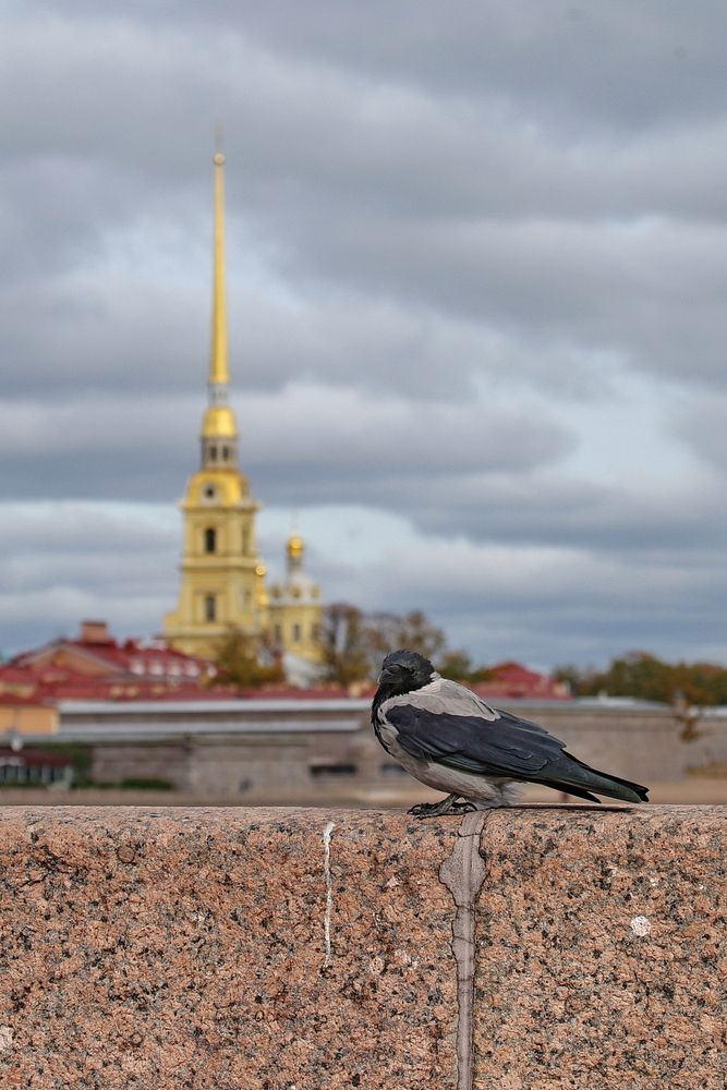 Фотография автора Александр Челмодеев