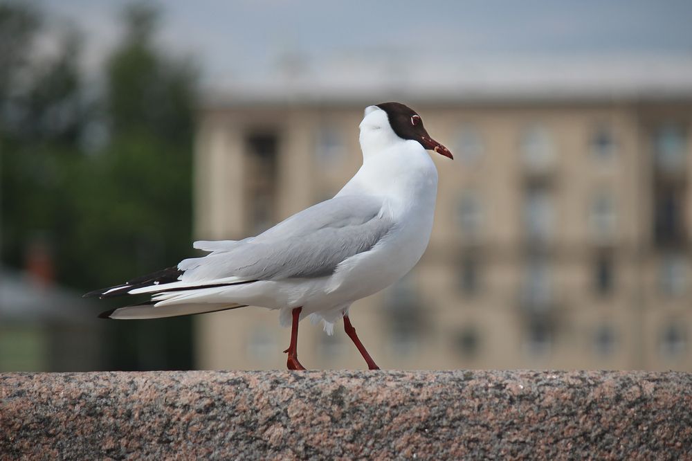 Сытая и довольная