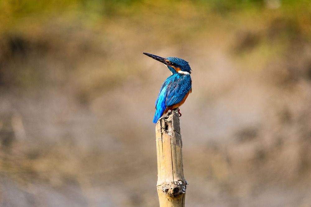 Photograph by Sagnick halder