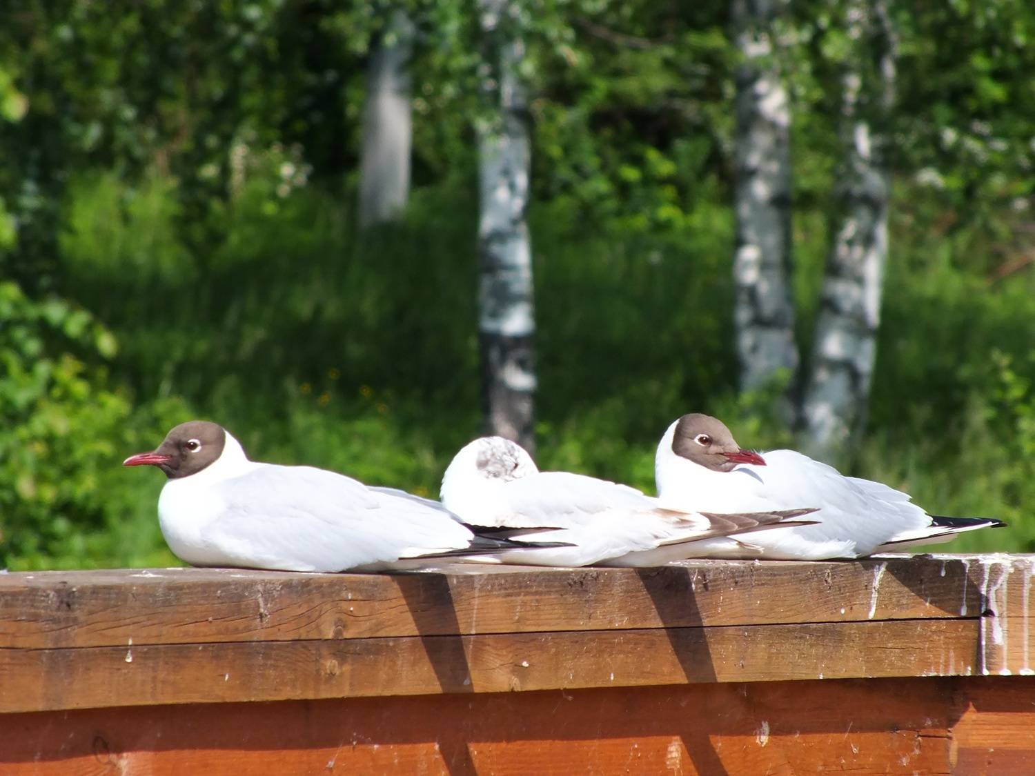 Photo #13709397