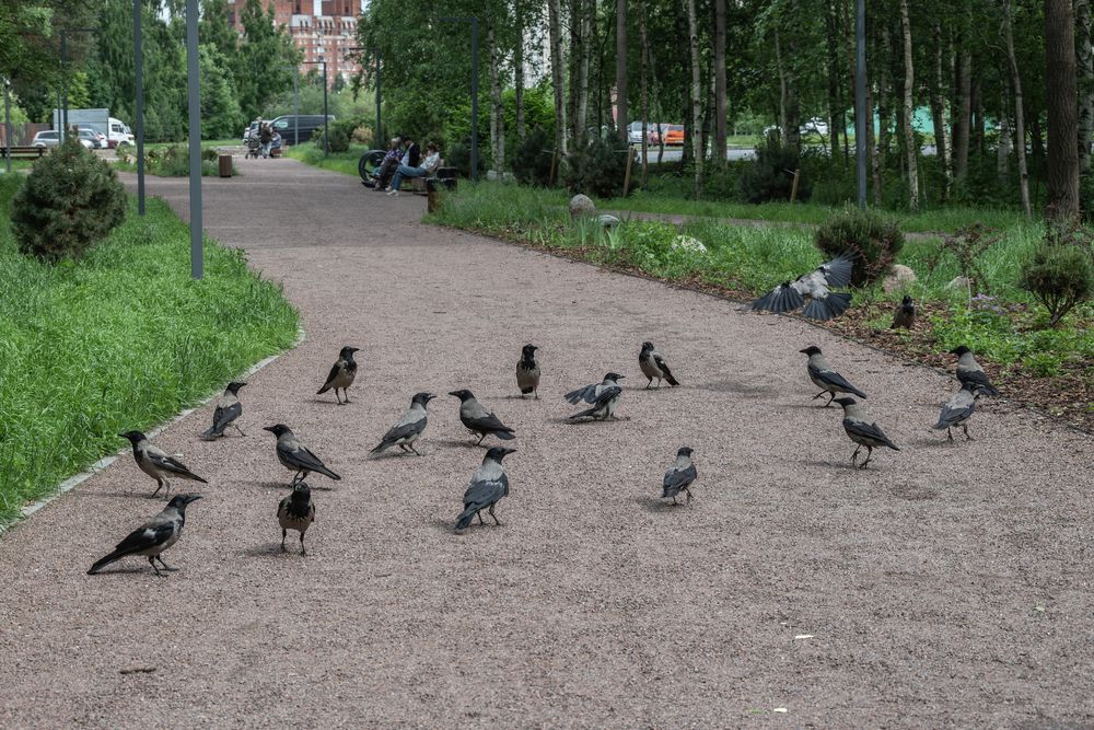 Вороний парламент