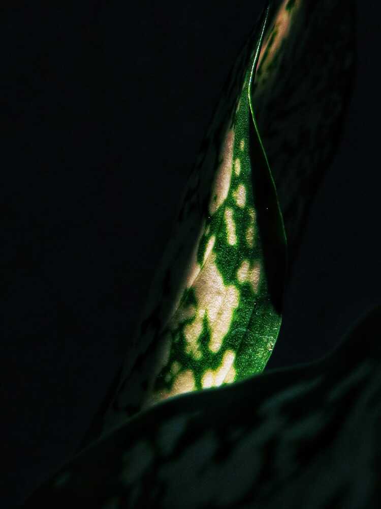 The beauty of a leaf.