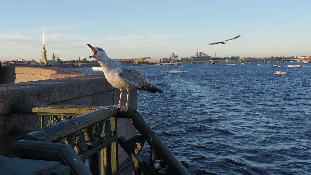 Photo #13709634