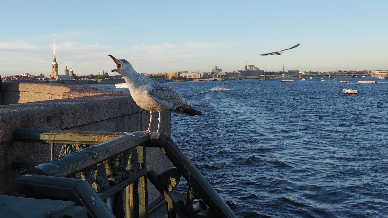 Photo #13709634