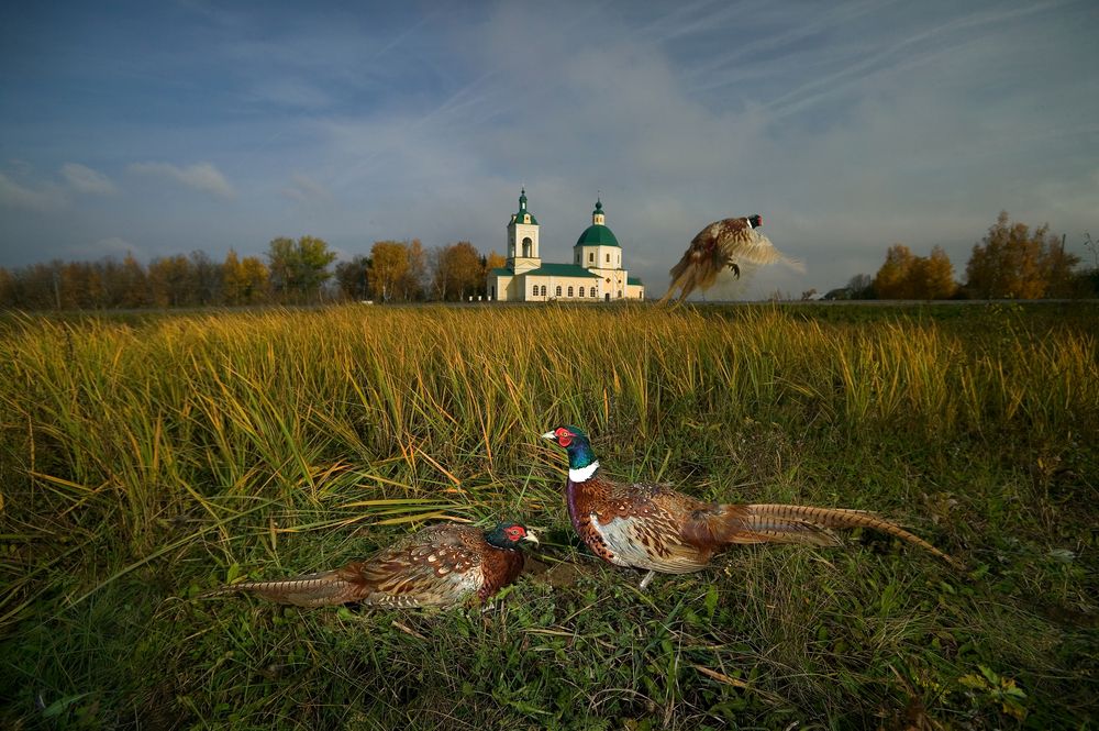 Photograph by Олег Красиков