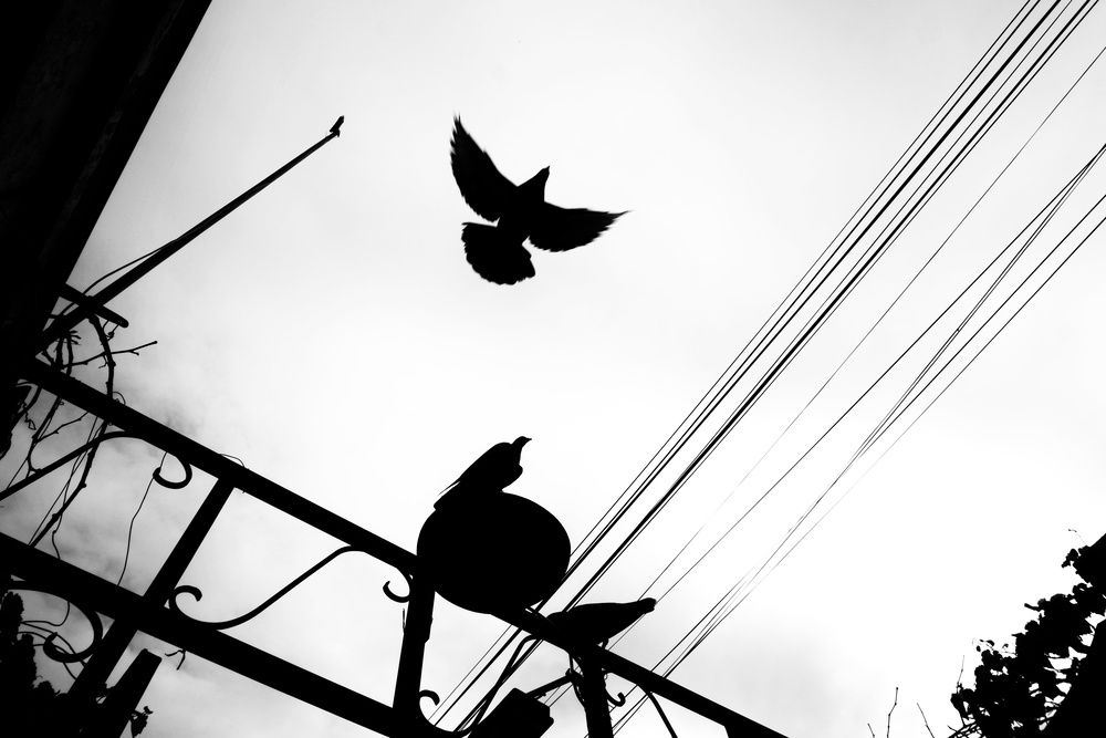 silhouette of a dove
