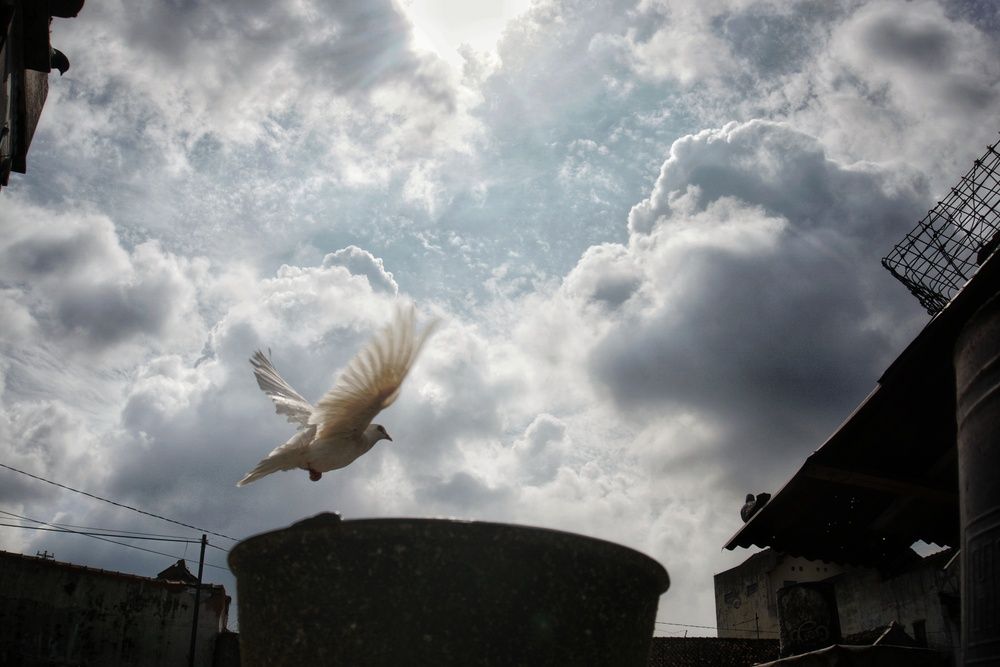 White dove