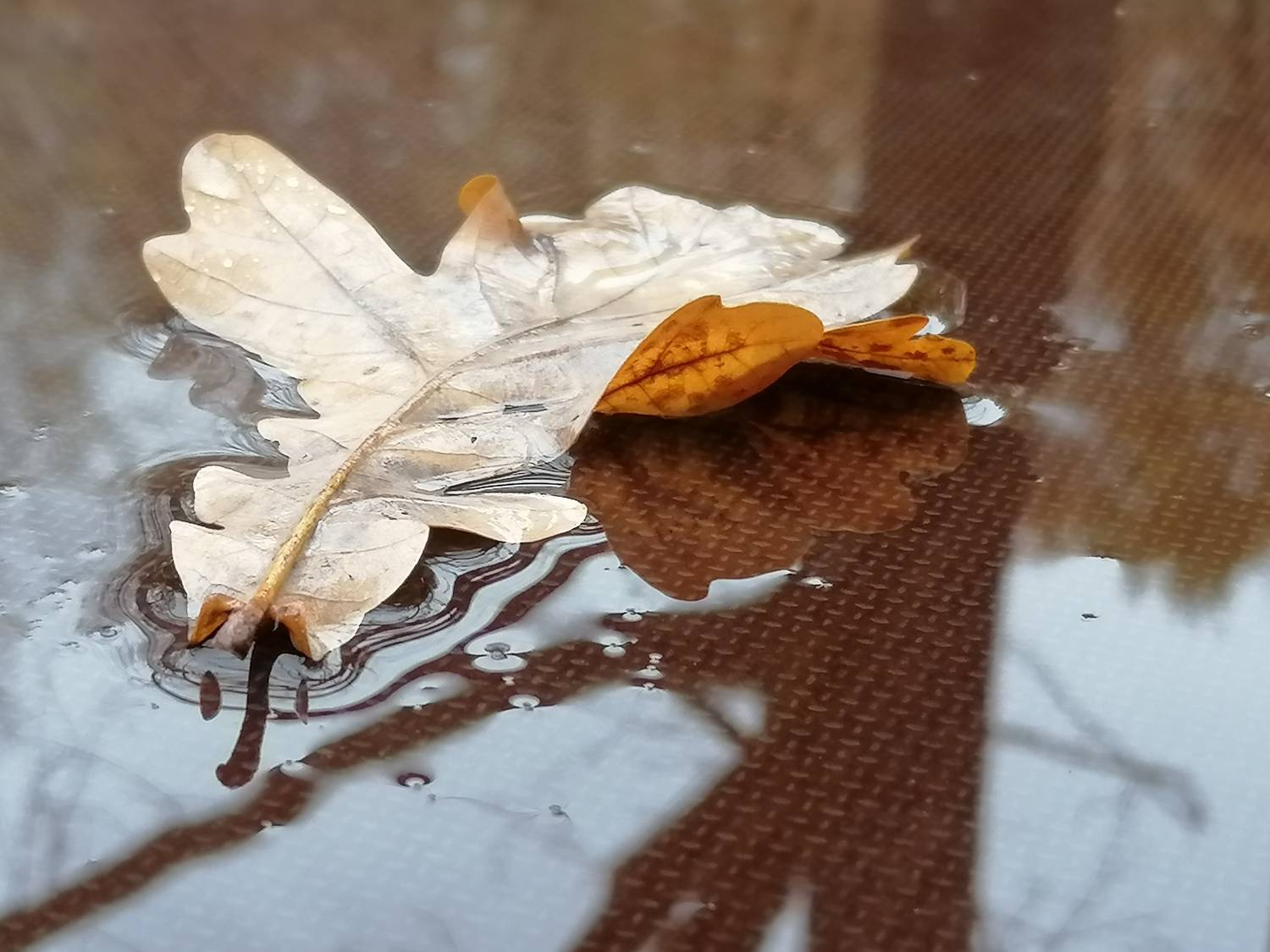Photo #13710010