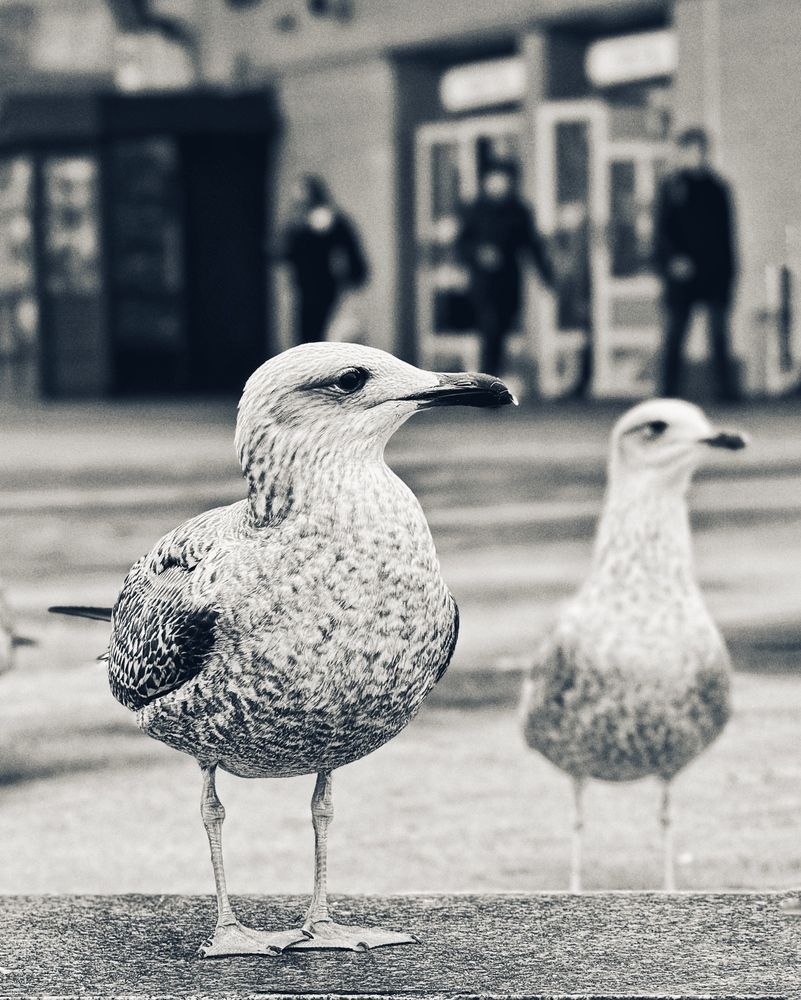 Photograph by Дина Желанова