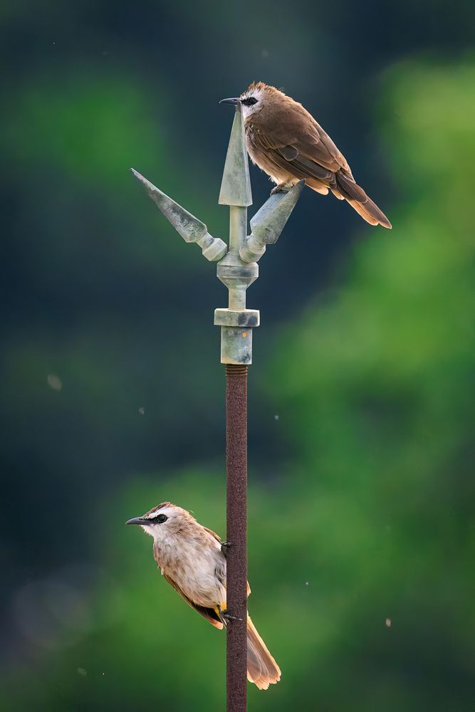 Photograph by Chau Nguyen
