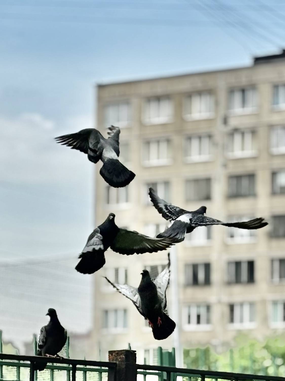 Photo #13710238