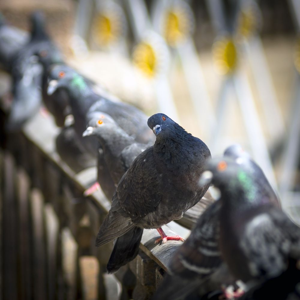 Photo #13710264