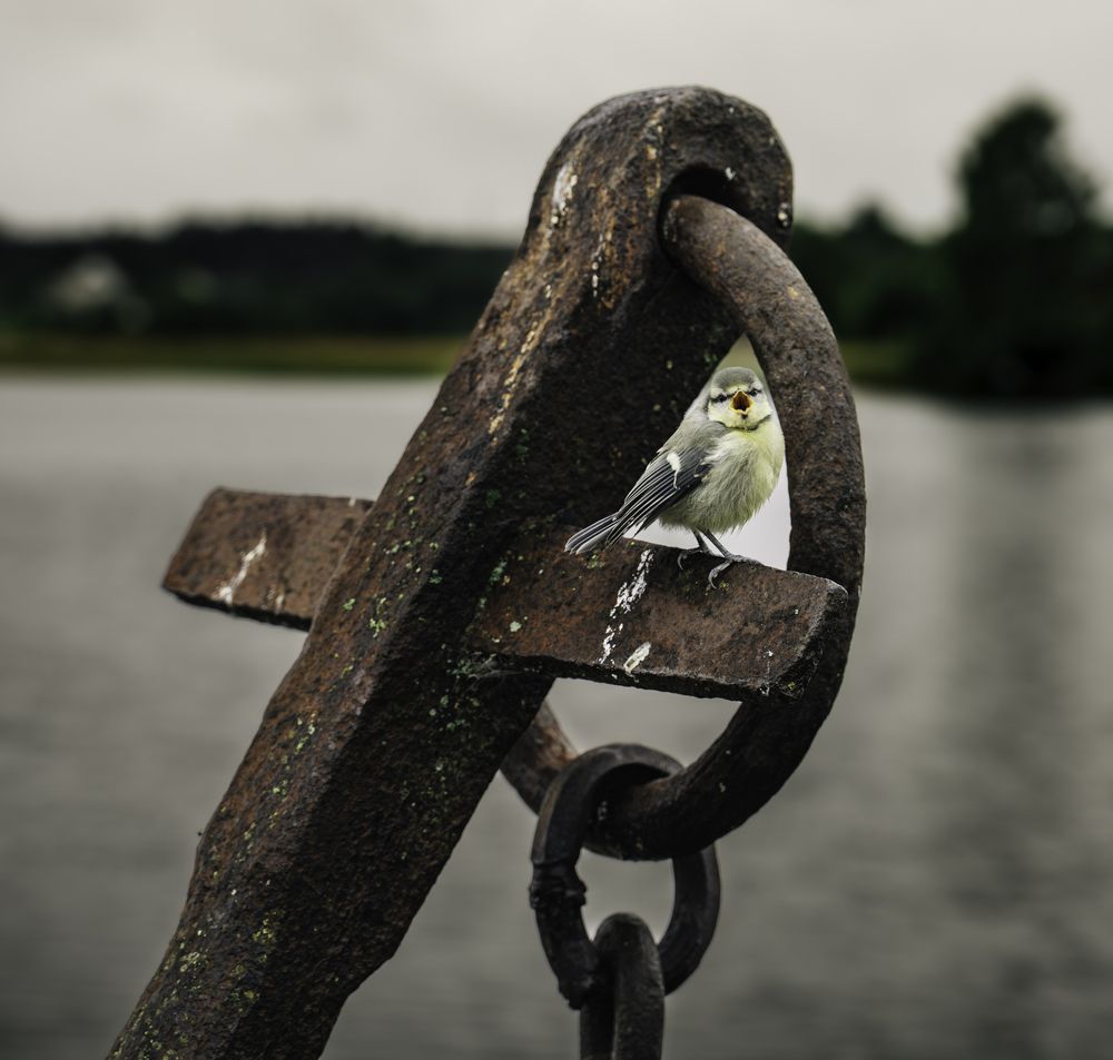 Photo #13710347