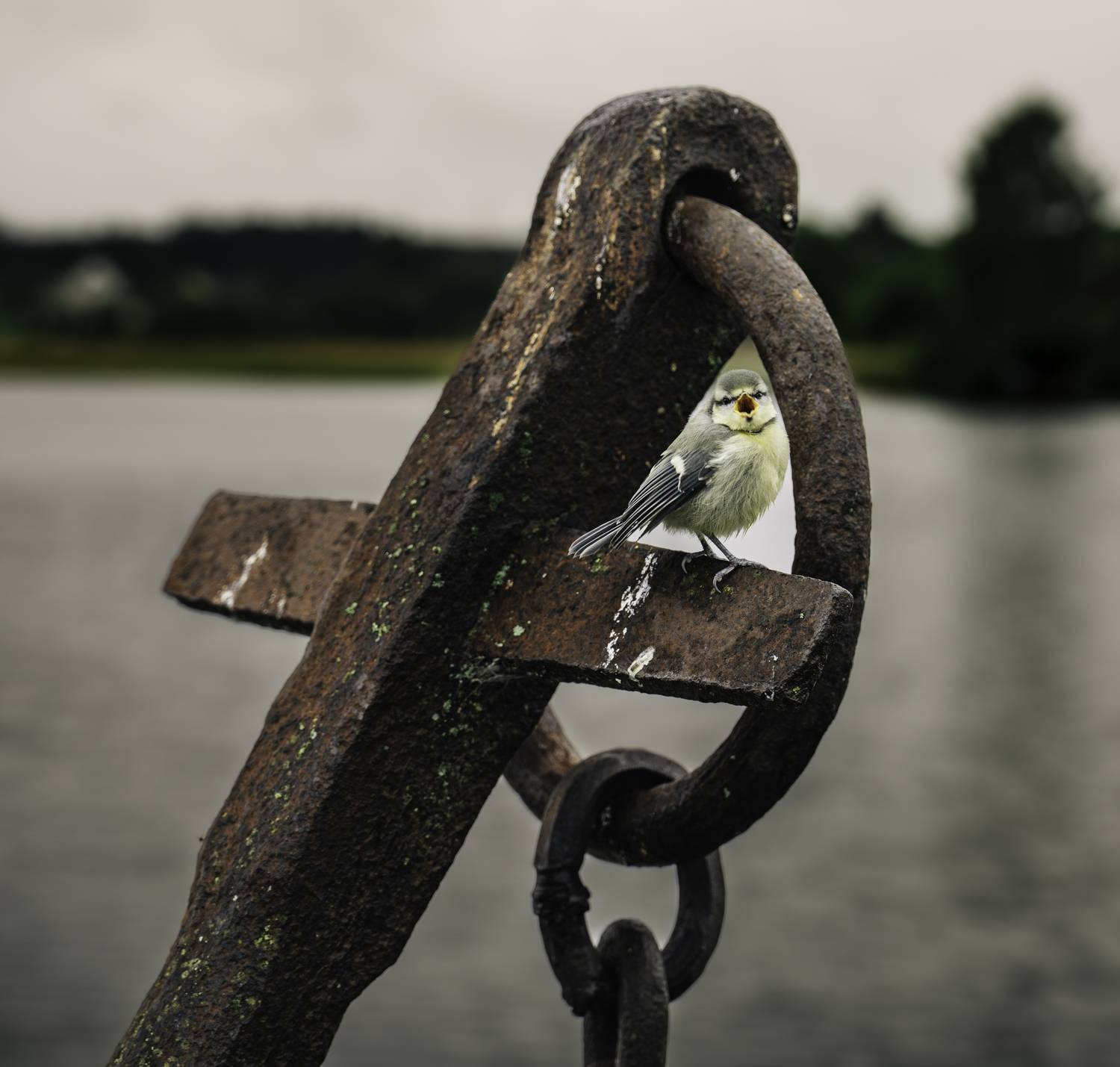 Photo #13710347