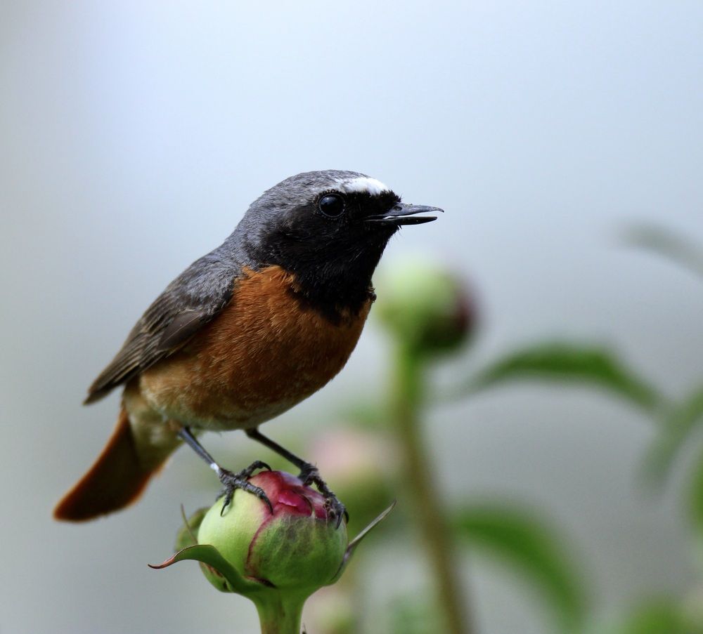 Photograph by Леунина Людмила