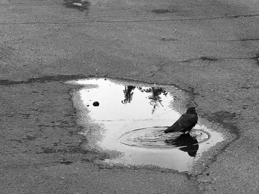 Фотография автора Янина Рейфер
