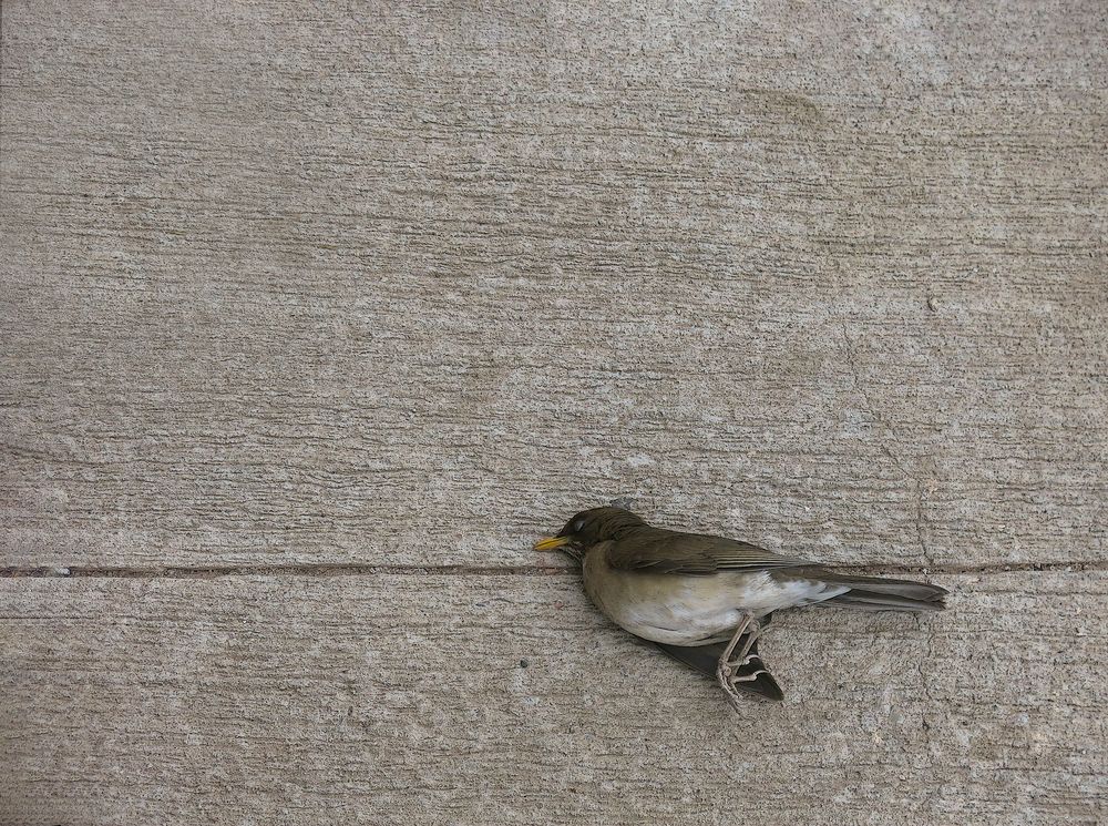 Photograph by Viviana García