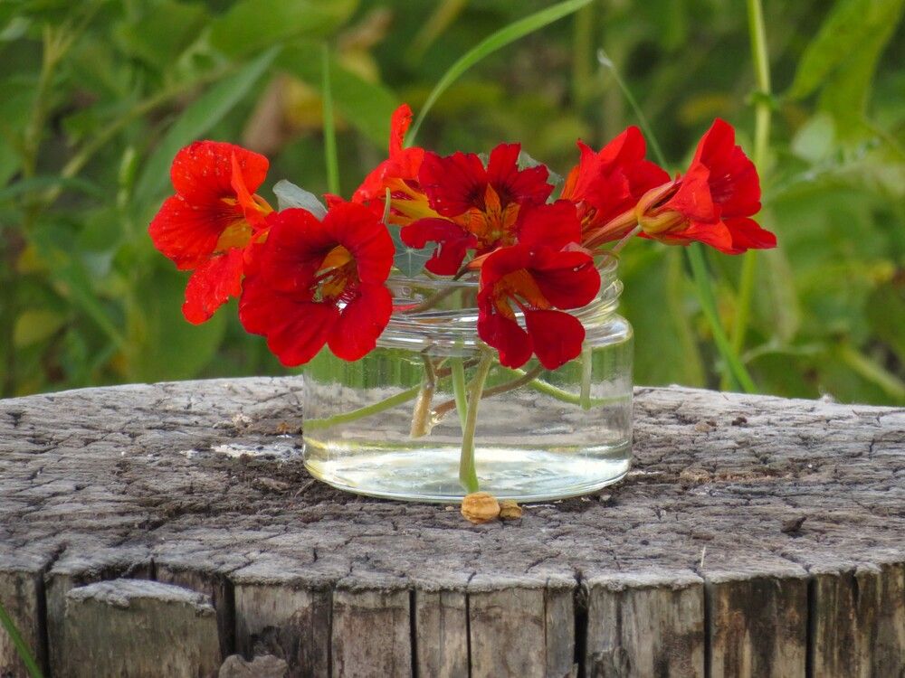 Photograph by Людмила Кононова