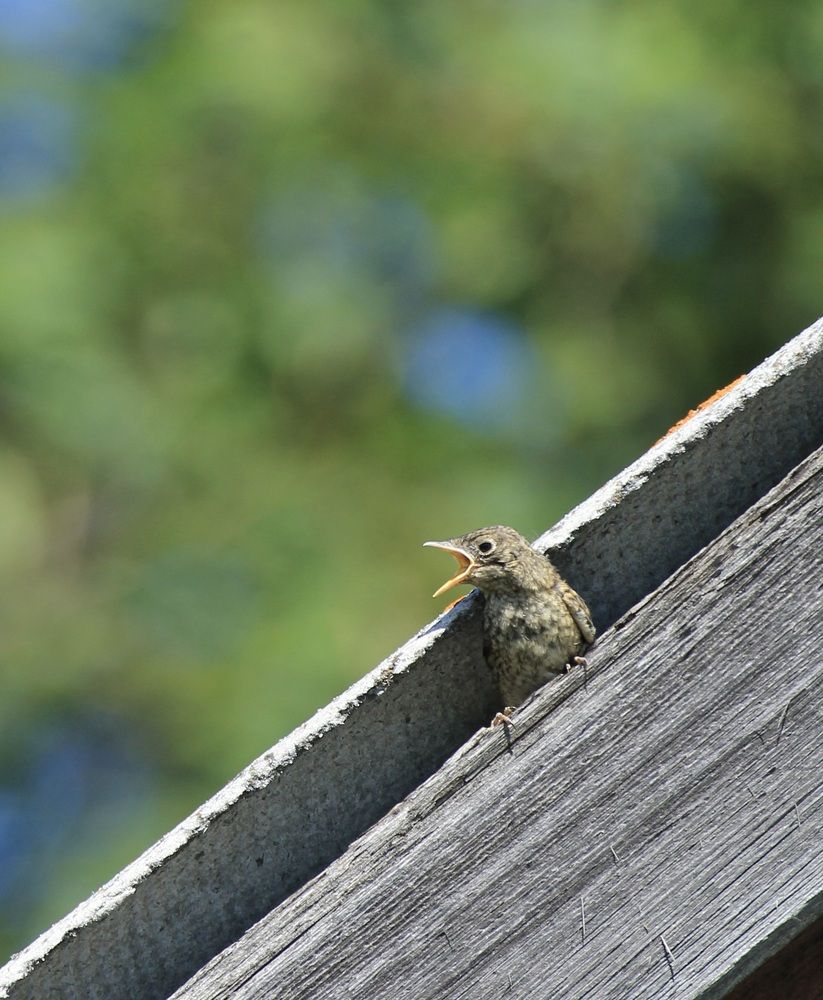 Photograph by Леунина Людмила