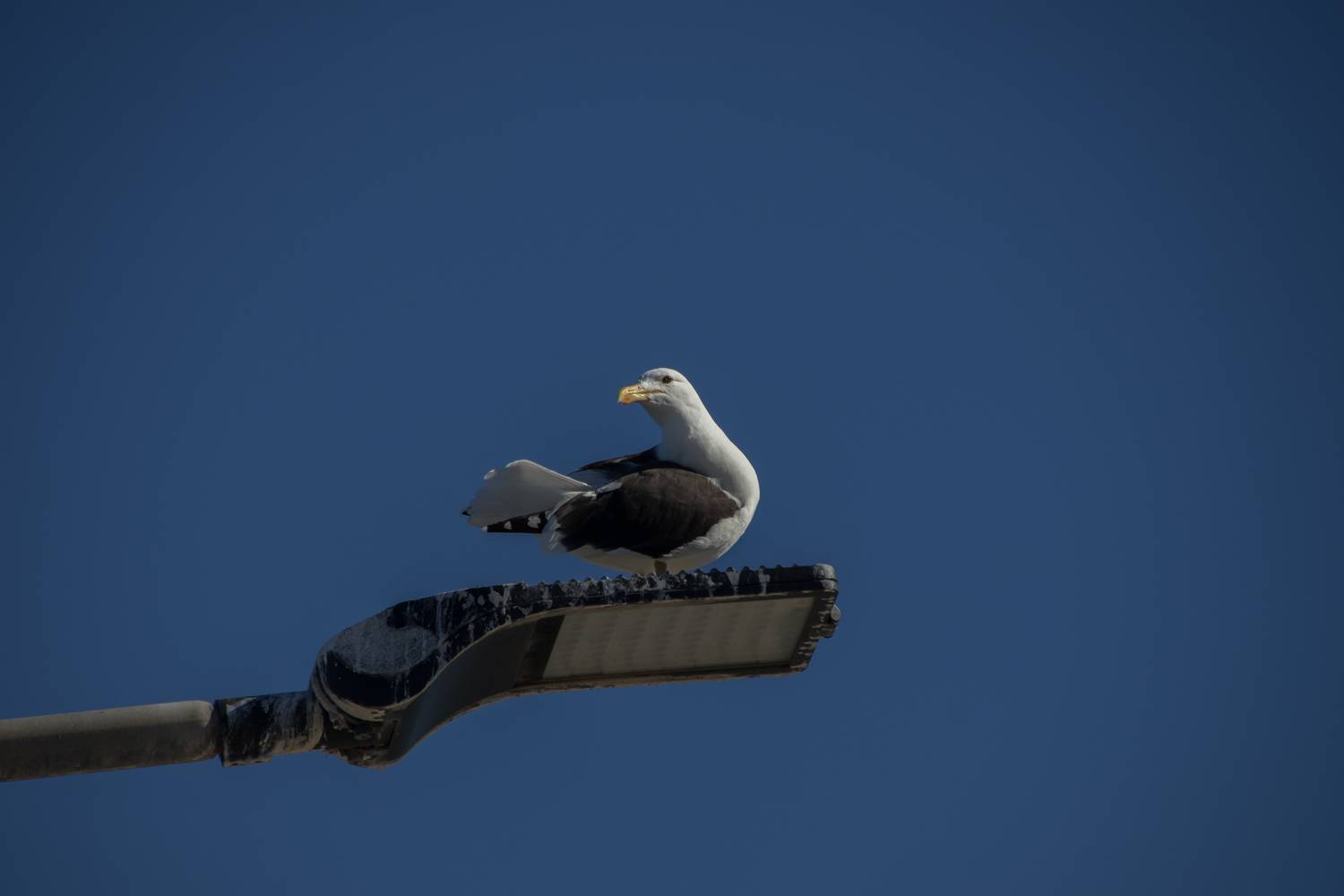 Photo #13710552