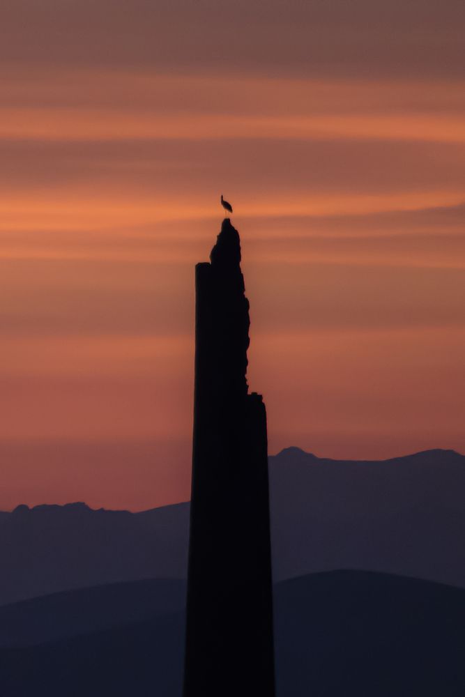 Stork