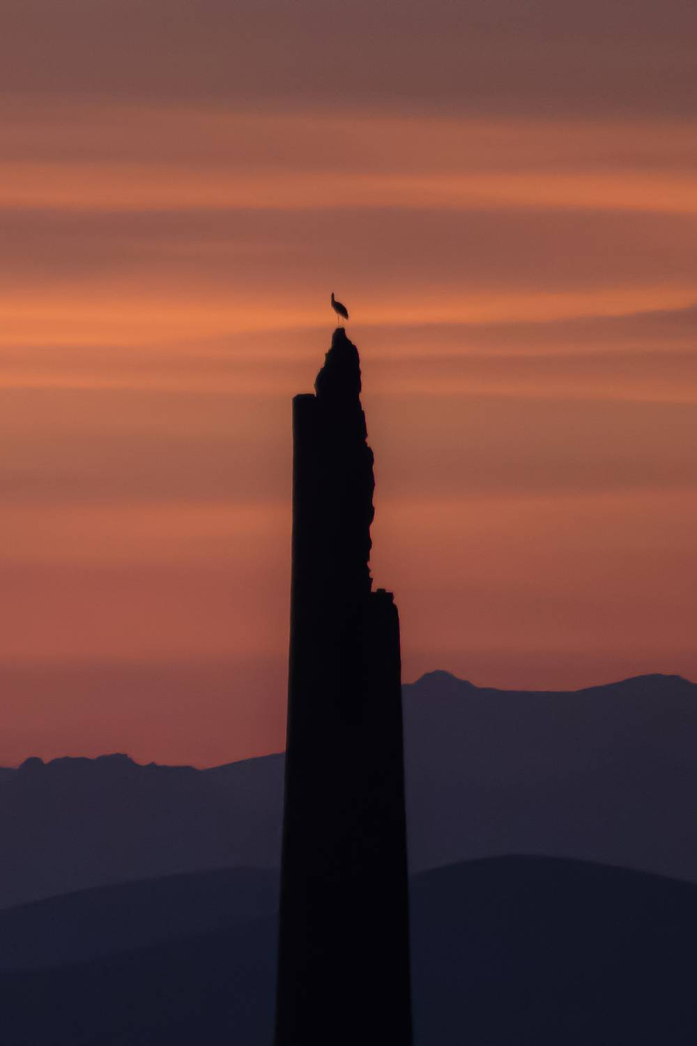 Stork