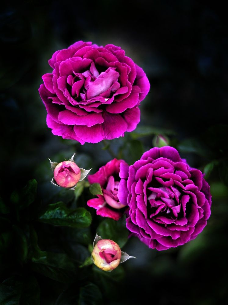 Photograph by Vasilisa the Beautiful