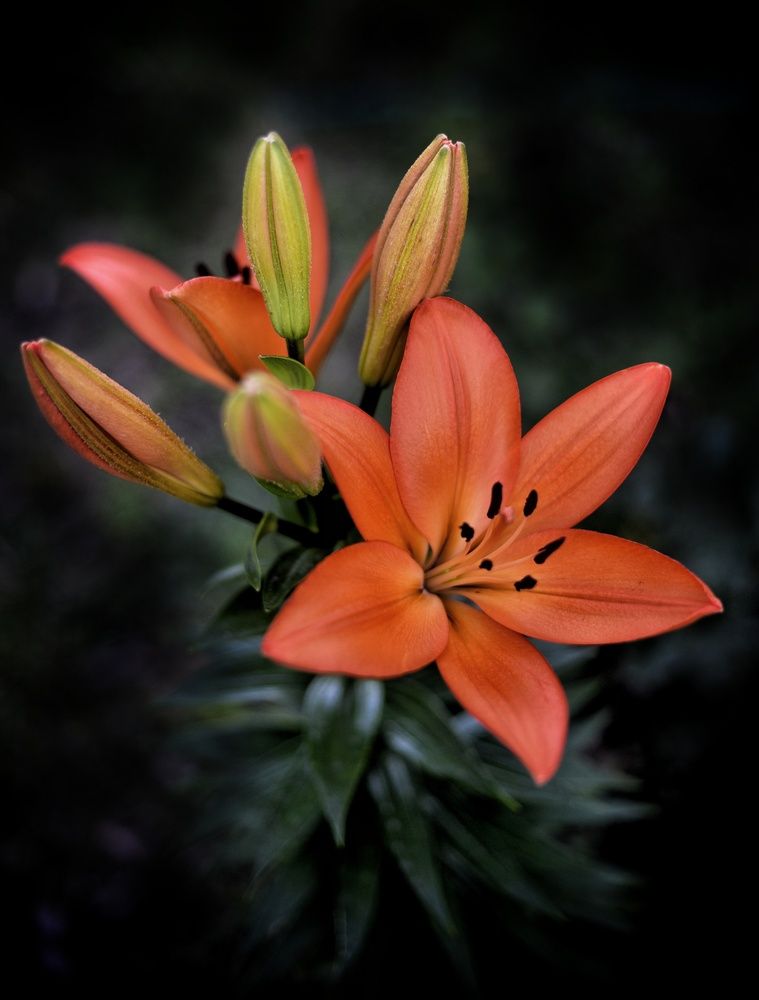 Photograph by Vasilisa the Beautiful