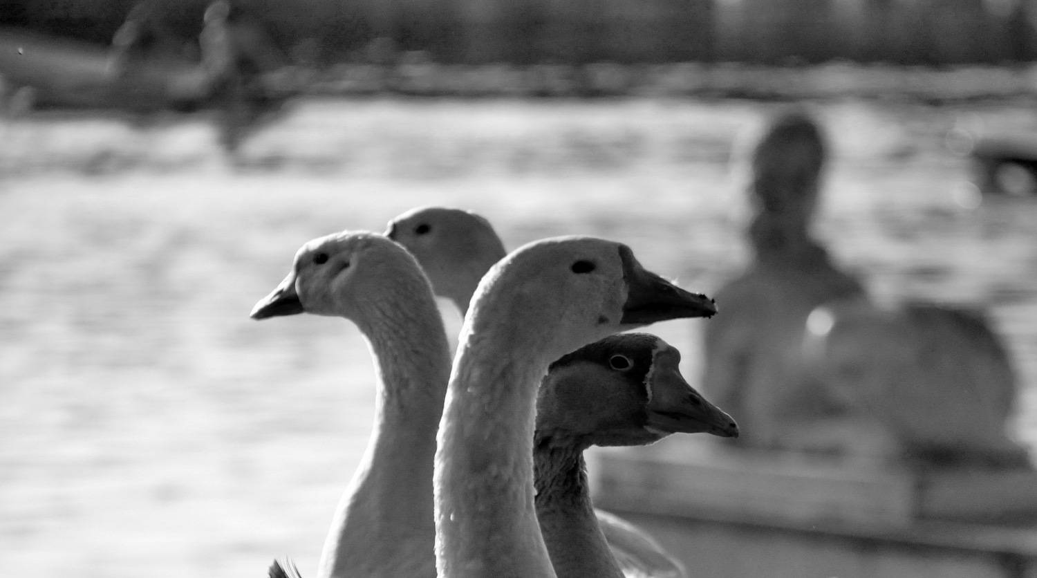 Photo #13710664