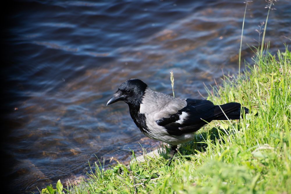 Photo #13710766